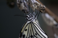 Butterfly-and-Insect-World-020
