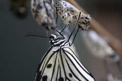 Butterfly-and-Insect-World-021