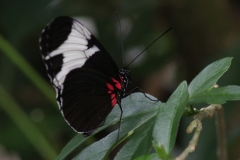 Butterfly-and-Insect-World-023