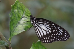 Butterfly-and-Insect-World-025