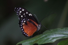 Butterfly-and-Insect-World-028