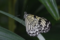 Butterfly-and-Insect-World-029