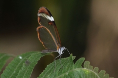 Butterfly-and-Insect-World-030