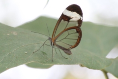 Butterfly-and-Insect-World-031