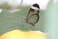 Butterfly-and-Insect-World-032