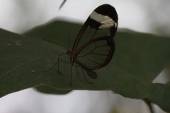 Butterfly-and-Insect-World-033