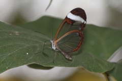 Butterfly-and-Insect-World-034