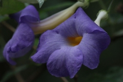 Butterfly-and-Insect-World-036