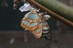 Butterfly-and-Insect-World-039