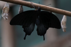 Butterfly-and-Insect-World-040