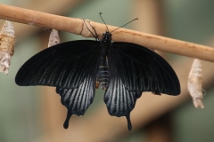 Butterfly-and-Insect-World-041