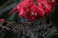 Butterfly-and-Insect-World-044