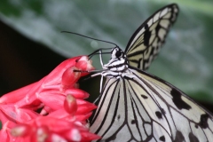 Butterfly-and-Insect-World-045