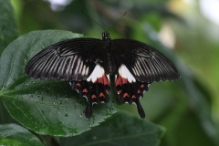 Butterfly-and-Insect-World-047