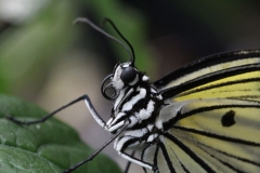 Butterfly-and-Insect-World-049