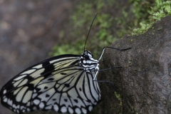 Butterfly-and-Insect-World-050