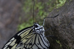 Butterfly-and-Insect-World-051