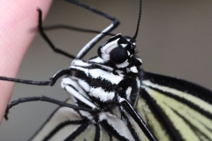 Butterfly-and-Insect-World-052