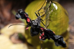 Butterfly-and-Insect-World-053