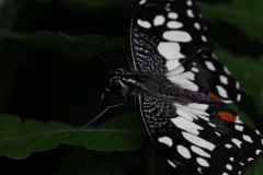 Butterfly-and-Insect-World-054