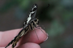 Butterfly-and-Insect-World-055