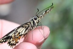 Butterfly-and-Insect-World-056