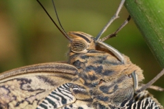 Butterfly-and-Insect-World-057