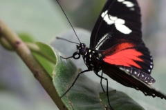 Butterfly-and-Insect-World-058