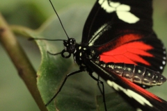 Butterfly-and-Insect-World-059