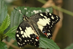 Butterfly-and-Insect-World-060