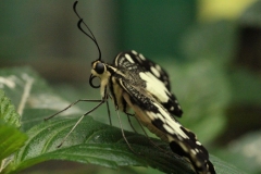 Butterfly-and-Insect-World-061