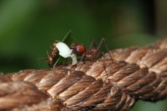 Butterfly-and-Insect-World-062