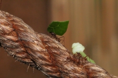 Butterfly-and-Insect-World-063