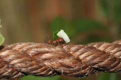 Butterfly-and-Insect-World-064