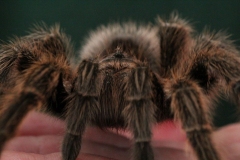 Butterfly-and-Insect-World-065