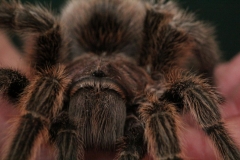 Butterfly-and-Insect-World-066