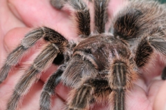 Butterfly-and-Insect-World-067