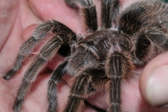 Butterfly-and-Insect-World-068