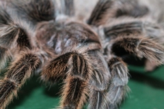 Butterfly-and-Insect-World-069