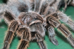 Butterfly-and-Insect-World-070