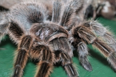 Butterfly-and-Insect-World-071