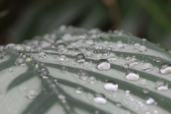 Butterfly-and-Insect-World-072