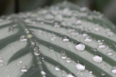 Butterfly-and-Insect-World-073