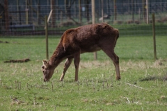 Deer-Centre-001