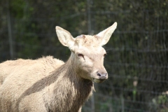 Deer-Centre-003