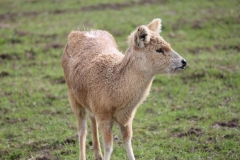 Deer-Centre-004