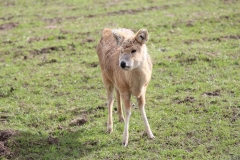 Deer-Centre-005