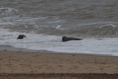 20170121 - Horsey Beach