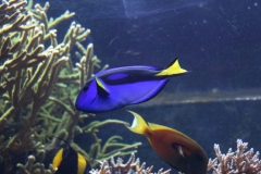 20170211 - London Zoo