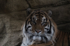 London-Zoo-012